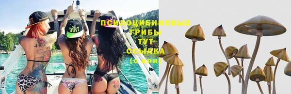 PSILOCYBIN Тайга